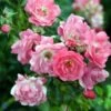 Rose - 'Heidetraum' ® -Kinderlan Butik 1000000218