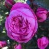 Rose - CPH Garden In Bloom™- Plant'n' Relax® -Kinderlan Butik 1000002763