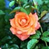 'Prinsesse Marie' - Storblomstrende Rose -Kinderlan Butik 456465124521234