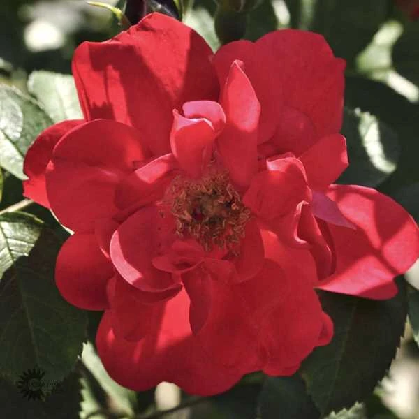 'Hansaland' - Buskrose 3 'Hansaland' - Buskrose