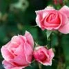 'Queen Elizabeth' - Storblomstrende Rose -Kinderlan Butik 6757875422124