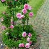 'Gertrude Jekyll' Ausbord - Engelsk Rose 2 'Gertrude Jekyll' Ausbord - Engelsk Rose -Kinderlan Butik 89810069619