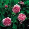 'Jacques Cartier' R. Portlandica - Engelsk Rose 2 'Jacques Cartier' R. Portlandica - Engelsk Rose -Kinderlan Butik 89810069623