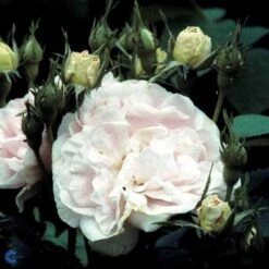 'Maiden's Blush' - Historisk Buskrose