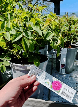 'Eugenie Guinoisseau' - Historisk Buskrose 3 'Eugenie Guinoisseau' - Historisk Buskrose