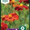 Tagetes `Burning Embers` -Kinderlan Butik 95644