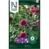 Snitblomst - Frøkenhat - Cresto Violet - Zinnia -Kinderlan Butik 95988