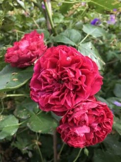 Aalborgs Rose TM Plant'n' Relax®