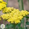 ACHILLEA 'SASSY SUMMER LEMON'®' 1 ACHILLEA 'SASSY SUMMER LEMON'®' -Kinderlan Butik Achillea20Sassy20Summer20Lemon