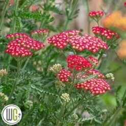 ACHILLEA 'SASSY SUMMER SANGRIA'®'