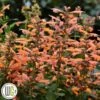 Indianermynte 'MANGO TANGO'®' -Kinderlan Butik Agastache20Mango20Tango
