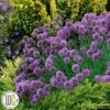 'ALLIUM 'MEDUSA'®' -Kinderlan Butik Allium2020Medusa