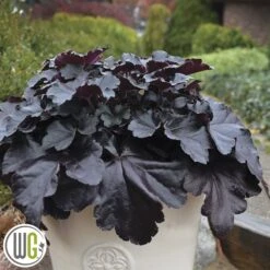 Alunrod 'BLACK PEARL'®'