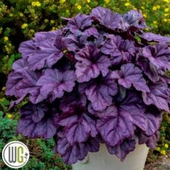 Alunrod 'WILDBERRY'®'
