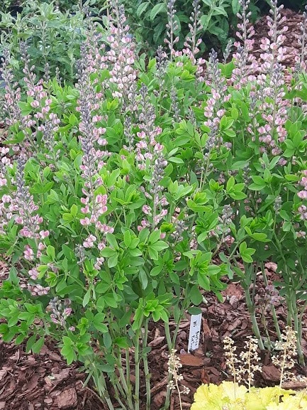 Farvebælg Pink Truffles® 3 Farvebælg Pink Truffles®