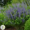 'BAPTISIA 'BLUEBERRY SUNDAE'®' -Kinderlan Butik Baptisia20Blueberry20Sundae