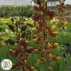 'BAPTISIA 'CHERRIES JUBILEE'®' -Kinderlan Butik Baptisia20Cherries20Jubilee