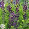 'BAPTISIA 'GRAPE TAFFY'®' 1 'BAPTISIA 'GRAPE TAFFY'®' -Kinderlan Butik Baptisia20Grape20Taffy