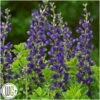 'BAPTISIA 'SPARKLING SAPPHIRES'®' -Kinderlan Butik Baptisia20Sparkling20Sapphires