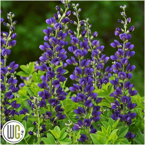 'BAPTISIA 'SPARKLING SAPPHIRES'®' 3 'BAPTISIA 'SPARKLING SAPPHIRES'®'
