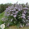 Sommerfuglebusk `Grand Cascade` -Kinderlan Butik Buddleja20Grand20Cascade