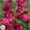 Sommerfuglebusk 'Prince Charming' ® -Kinderlan Butik Buddleja20Prince20Charming gugplanteskole