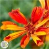 'COREOPSIS 'CRAZY CAYENNE'®' 1 'COREOPSIS 'CRAZY CAYENNE'®' -Kinderlan Butik Coreopsis20Crazy20Cayenne