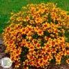 'COREOPSIS 'CURRY UP'®' -Kinderlan Butik Coreopsis20Curry20Up