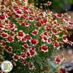 'COREOPSIS 'RED HOT VANILLA'®'
