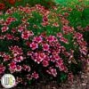 'COREOPSIS 'ZESTY ZINGER'®' 2 'COREOPSIS 'ZESTY ZINGER'®' -Kinderlan Butik Coreopsis20Zesty20Zinger