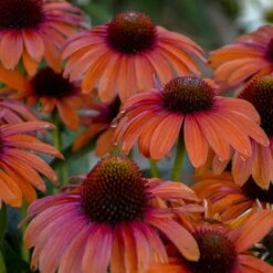 ECHINACEA 'ORANGE YOU AWESOME'®'