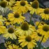 ECHINACEA 'YELLOW MY DARLING'®' 2 ECHINACEA 'YELLOW MY DARLING'®' -Kinderlan Butik ECHINACEA20YELLOW20MY20DARLING