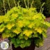 Alunrod `Lemon Love` -Kinderlan Butik Heuchera Lemon Love gxplant 335x335
