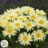 LEUCANTHEMUM 'BANANA CREAM'®' -Kinderlan Butik Leucanthemum20BananaCream