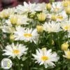 LEUCANTHEMUM 'SPOONFUL OF SUGAR'®' -Kinderlan Butik Leucanthemum20Spoonful20of20Sugar