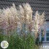 Elefantgræs `Encore`® 1 Elefantgræs `Encore`® -Kinderlan Butik Miscanthus Encore