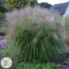 MISCANTHUS 'AUTUMN ANTHEM'®' -Kinderlan Butik Miscanthus20Autumn20Anthem