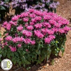 MONARDA 'BUBBLEGUM BLAST'®'