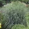 PANICUM 'BLUE FOUNTAIN' (R)'
