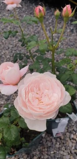 Rose Queen Of Sweden