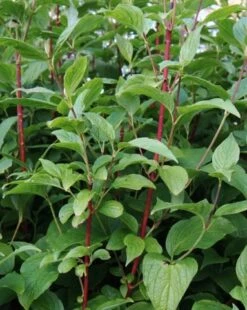 Rød Kornel 50-80 Cm