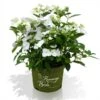 Hortensia Runaway Bride ® -Kinderlan Butik Runaway Bride hortensia