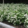 Birkebladet Spiraea 20-40 Cm -Kinderlan Butik SPIRAEA20BETULIFOLIA