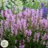 SALVIA 'BALLERINA PINK'®' -Kinderlan Butik Salvia20Ballerina20Pink
