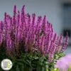 SALVIA 'BUMBLEBERRY'®' 2 SALVIA 'BUMBLEBERRY'®' -Kinderlan Butik Salvia20Bumbleberry