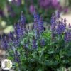 SALVIA 'BUMBLEBLUE'®' -Kinderlan Butik Salvia20Bumbleblue