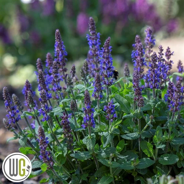 SALVIA 'BUMBLEBLUE'®' 3 SALVIA 'BUMBLEBLUE'®'