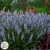 SALVIA `Crystal Blue` -Kinderlan Butik Salvia20Crystal20Blue