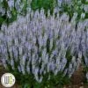 SALVIA 'PERFECT PROFUSION'®' -Kinderlan Butik Salvia20Perfect20Profusion