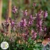 SALVIA 'PINK DAWN'®' 2 SALVIA 'PINK DAWN'®' -Kinderlan Butik Salvia20Pink20Dawn
